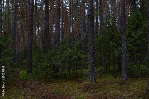 Rainy day in the taiga forest © Grigoriy