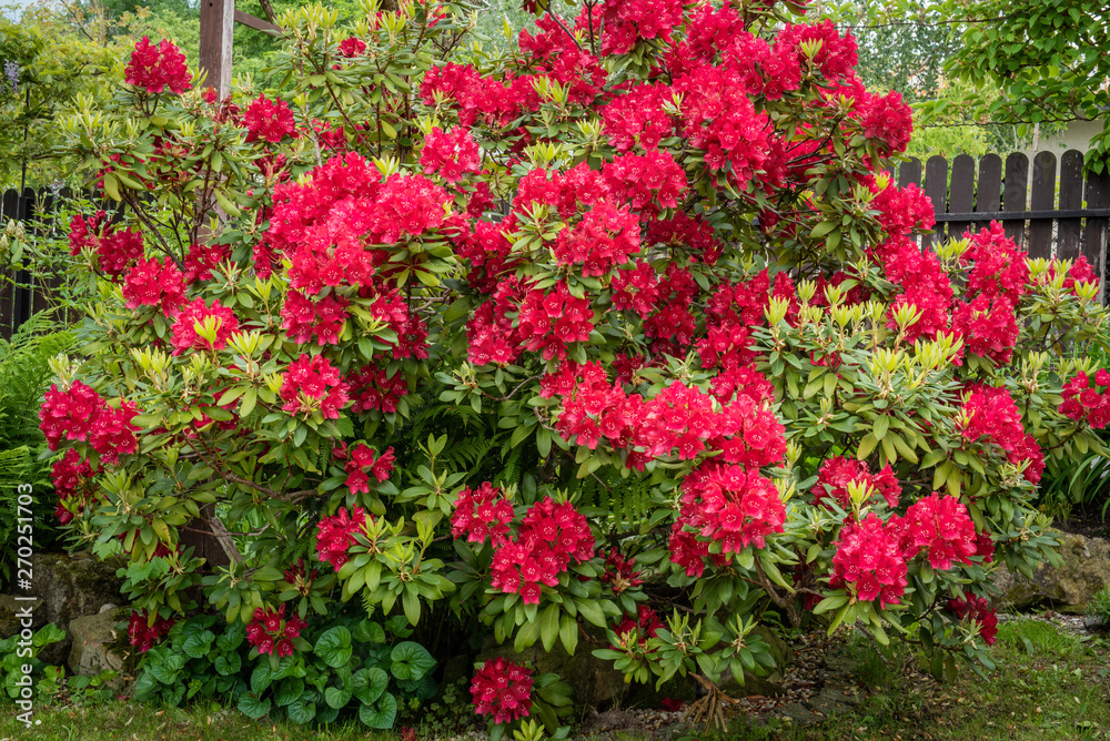 Bush of Rhododendron in the Garden