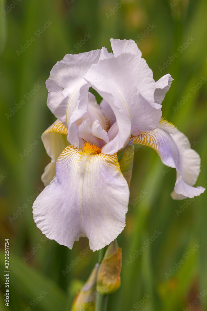 Iris Albicans Also Known As The Cemetery Iris White Cemetery Iris Or The White Flag Iris Stock 写真 Adobe Stock
