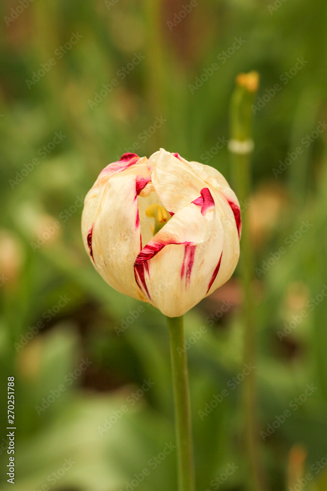 Fototapeta premium Beautiful pink red and white striped tulip