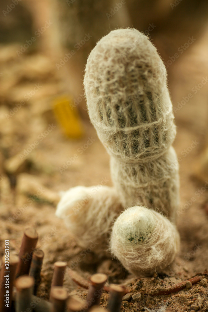 White cactus which look like penis or dick White cactus which look like penis or dick