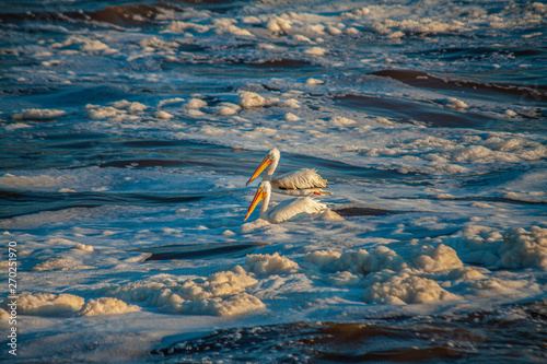 Pelican's  Sunbathing 2k19 Floods  OK
