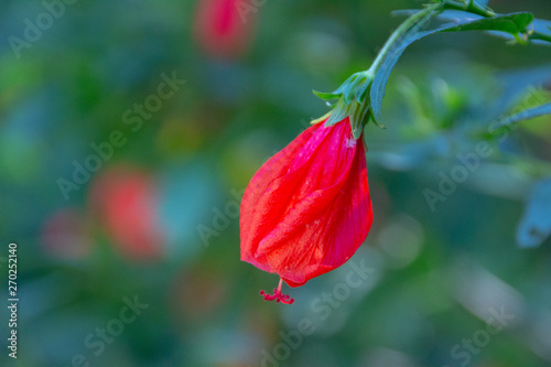 Red hibiscus outdoors with blurred background in Rio de Janeiro.