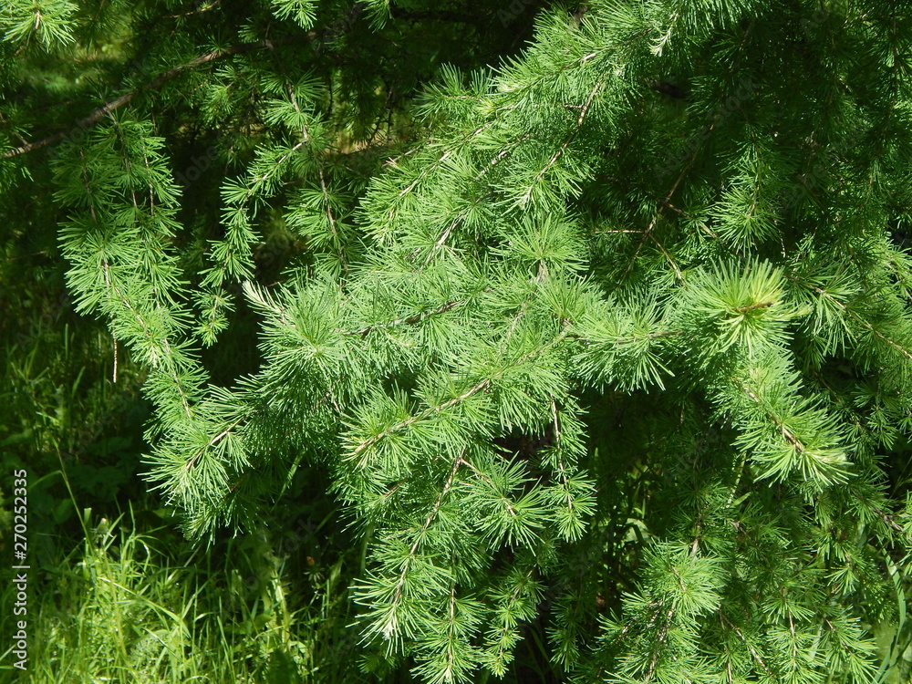 Fluffy green branches of a larch tree as a beautiful background