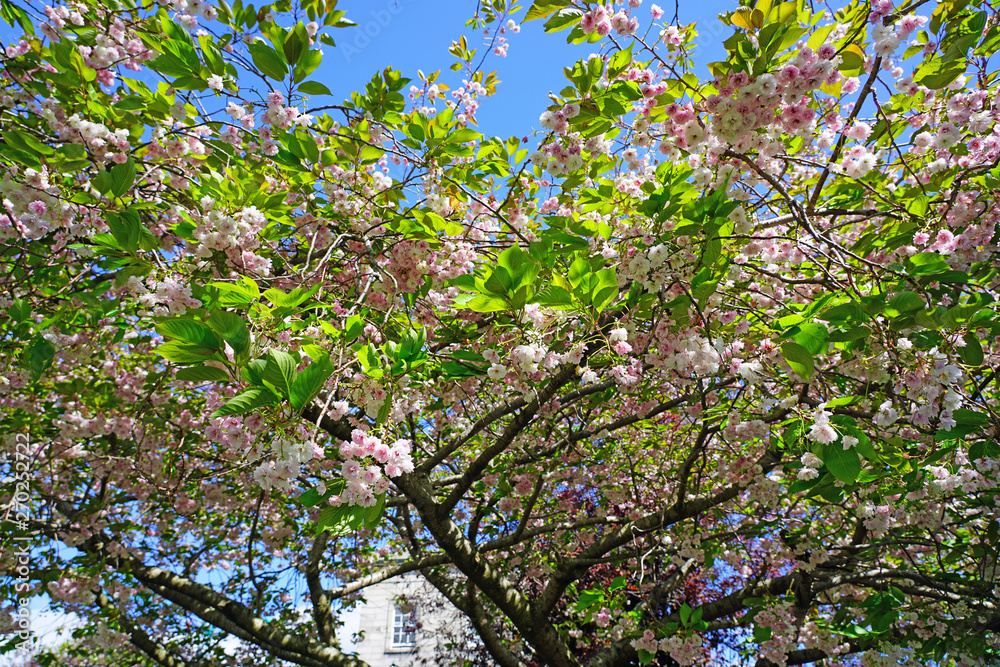 Fototapeta premium Pink and white blossoms of a sakura cherry prunus tree
