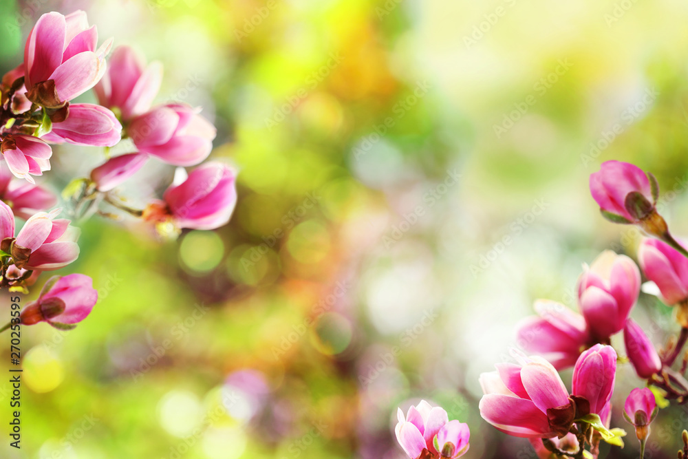Beautiful magnolia tree with tiny flowers against blurred background, space for text. Amazing spring blossom