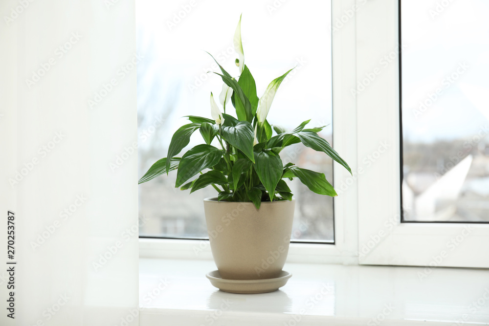Fototapeta premium Beautiful spathiphyllum plant on window sill. Home decor