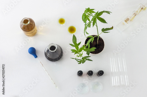 Marijuana plant and cbd oil in a laboratory