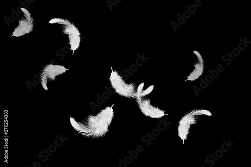 white feathers falling down in the air. isolated on black background.