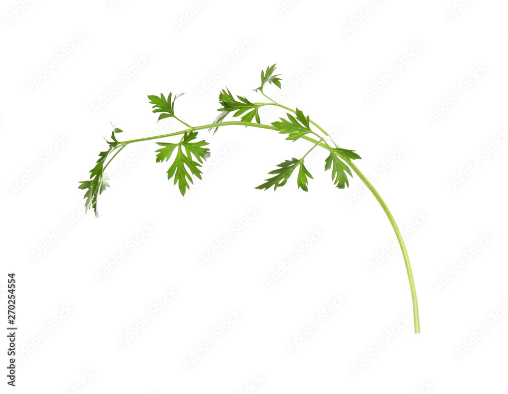 Fresh green organic parsley on white background Fresh green organic parsley on white background