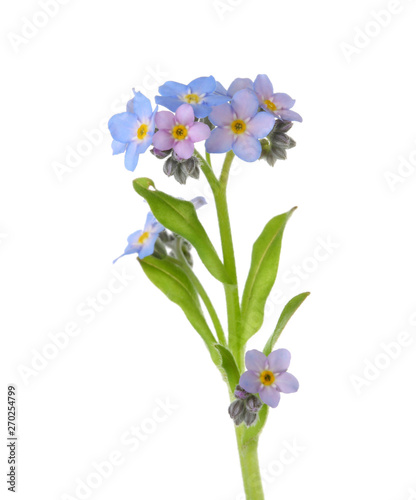 Amazing spring forget-me-not flowers on white background