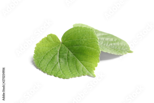 Beautiful spring green leaves on white background