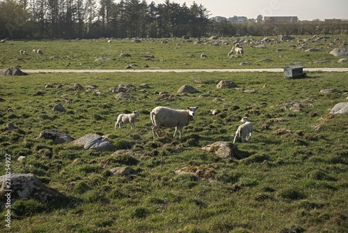 Fototapeta Naklejka Na Ścianę i Meble -  Sheep eating grass at the hill view campsite