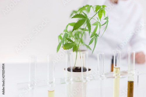Scientist working with pharmaceutical cbd oil in a laboratory with a glass equipment