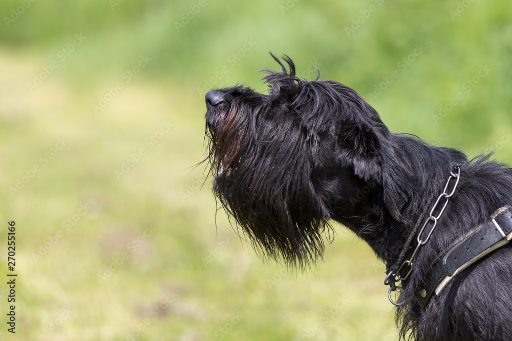 Side view of Black Schnauzer dog barking