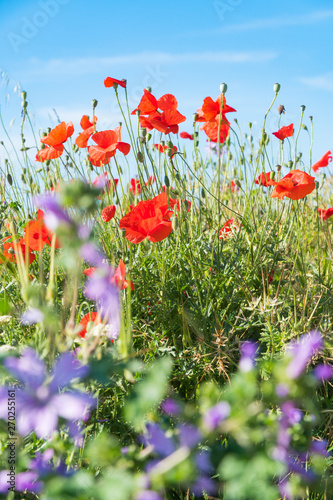 Red poppies and other flowers with a green grass on a meadow. Summer wild meadow flowers against the background of the blue sky with clouds 