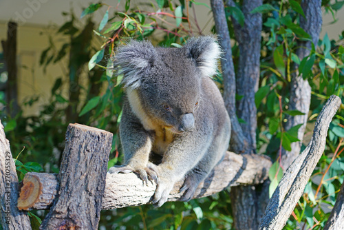 Photography A koala on a eucalyptus gum tree in Australia