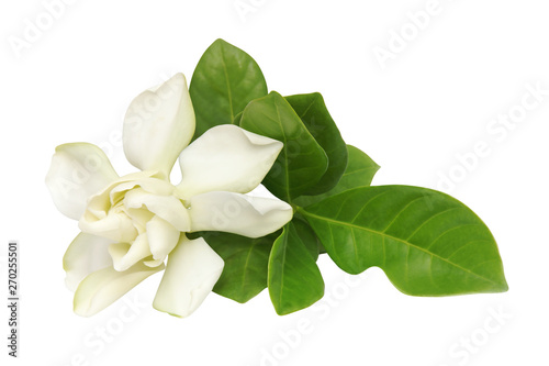 Gardenia jasminoides, Cape Jasmin Flower with Green Leaves Isolated on White Background © masummerbreak