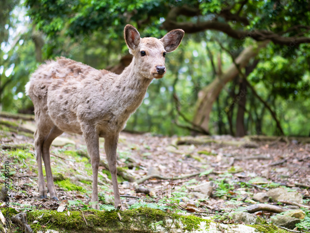 Sweet Little Deer Kid Fawn Looking to the Side with Sunshine in the forest with green background Sweet Little Deer Kid Fawn Looking to the Side with Sunshine in the forest with green background