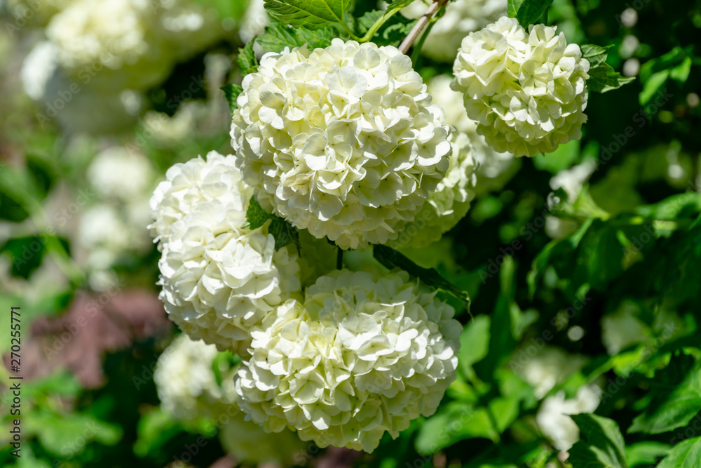 Beautiful white balls of blooming Viburnum opulus Roseum on dark green background. White Guelder Rose or Viburnum opulus Sterilis, Snowball Bush, European Snowball is a large, deciduous shrub Beautiful white balls of blooming Viburnum opulus Roseum on dark green background. White Guelder Rose or Viburnum opulus Sterilis, Snowball Bush, European Snowball is a large, deciduous shrub