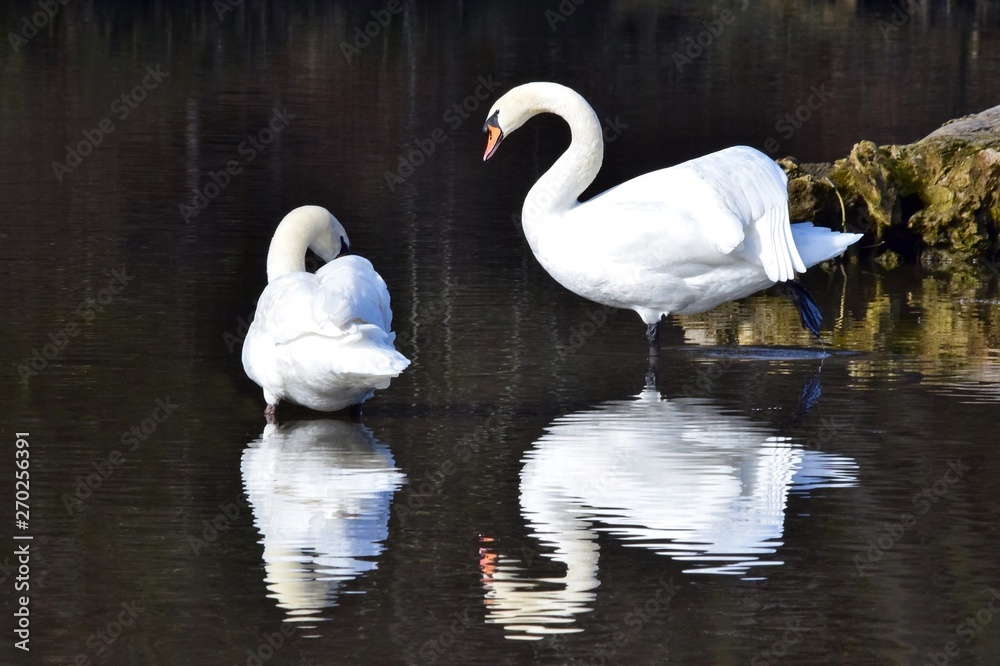 Fototapeta premium Ein Schwanenpaar spiegelt sich im Wasser