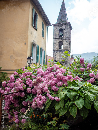 church bell tower behind hydrangea in small village in Liguria, Italy