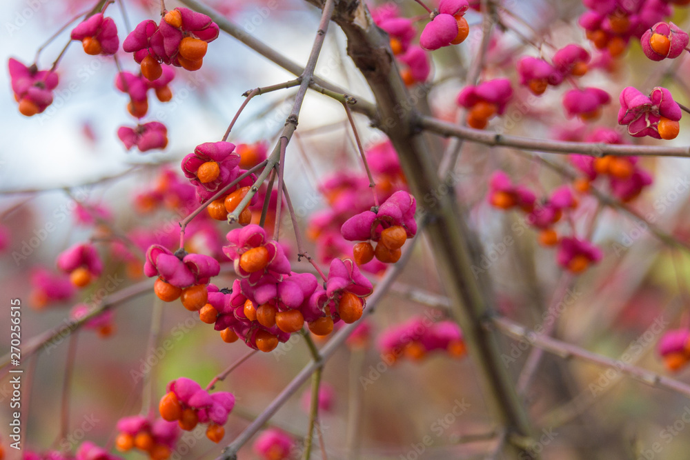 Euonymus europaeus with red toxic fruits in autumn