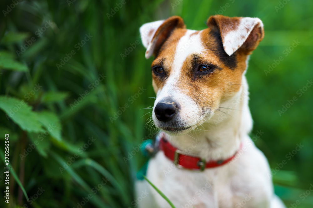 Portrait of female jack russell terrier