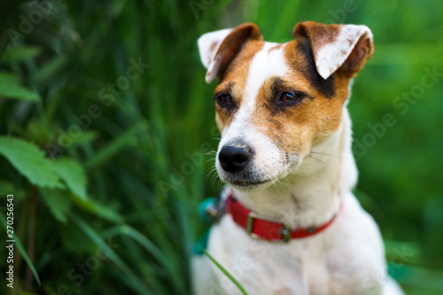 Fototapeta Naklejka Na Ścianę i Meble -  Portrait of female jack russell terrier