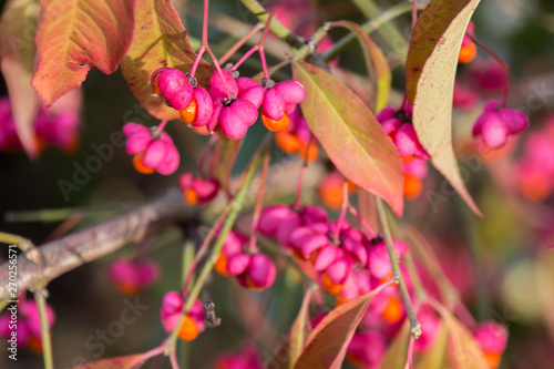 Euonymus europaeus with red toxic fruits in autumn photo