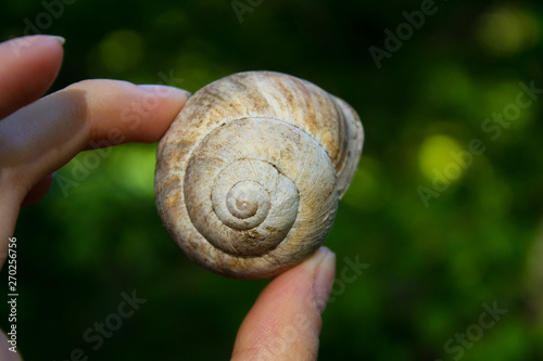 snail on tree