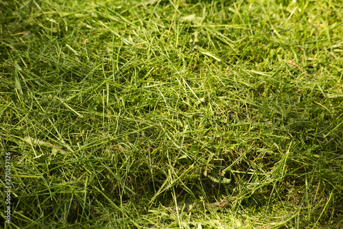 Pile of fresh cut grass