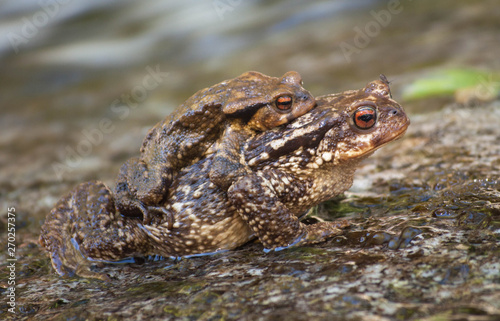 Toads in the river