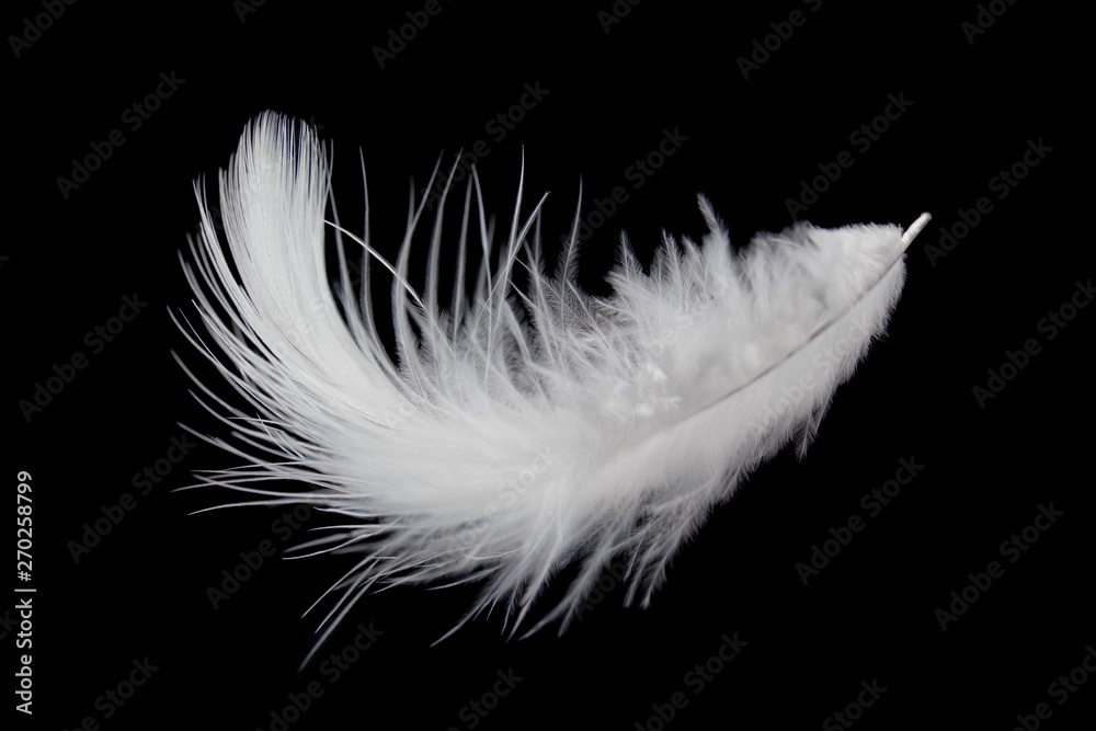 Obraz premium white feather isolated on black background.