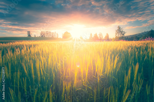 Finnish barley field in sunset. Photo from Sotkamo, Finland. © ville