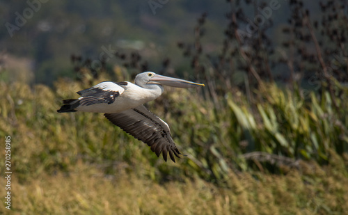 Pelican bird flying over water © John