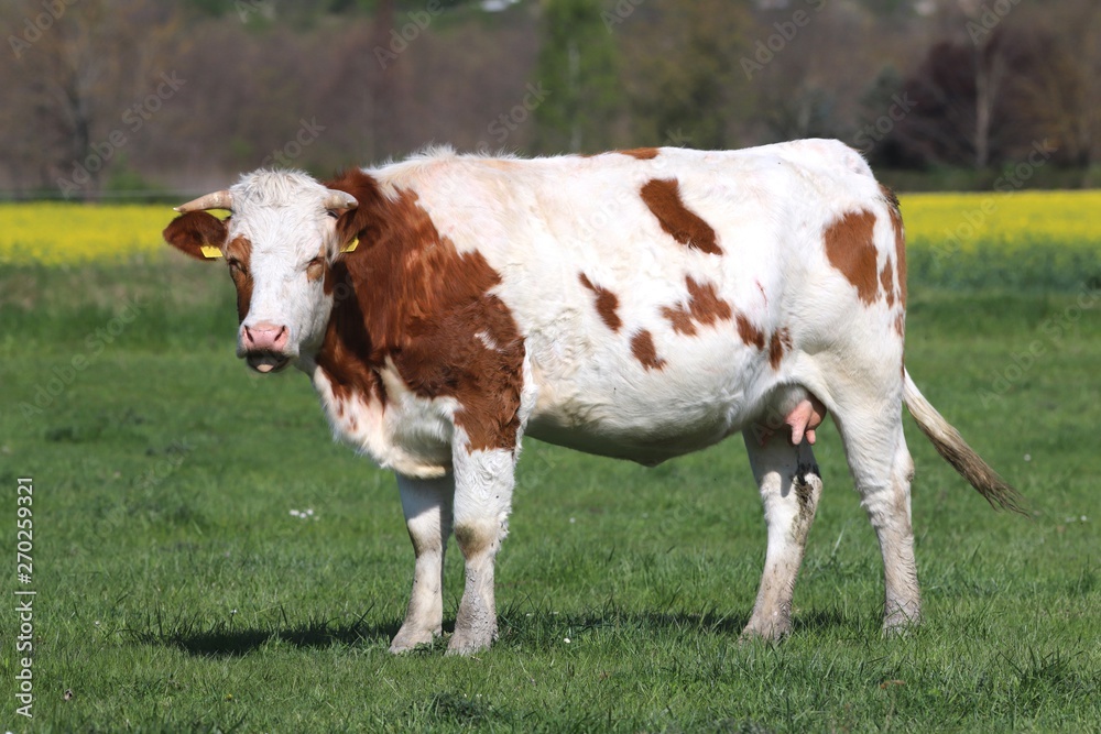 Herd of cows on beautiful rural animal farm grazing on green gra Herd of cows on beautiful rural animal farm grazing on green gra