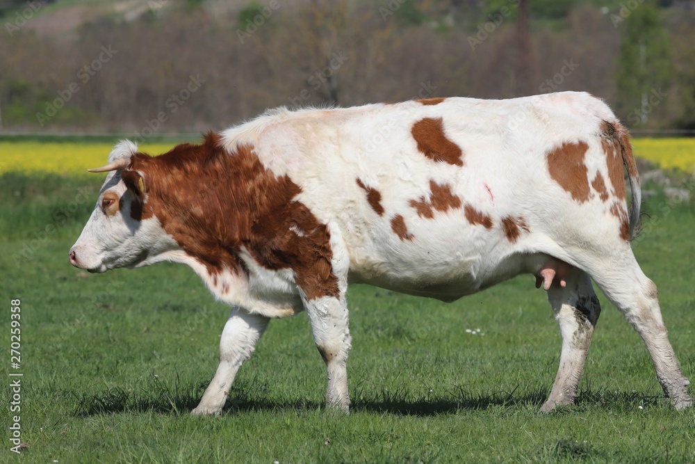 Herd of cows on beautiful rural animal farm grazing on green gra Herd of cows on beautiful rural animal farm grazing on green gra