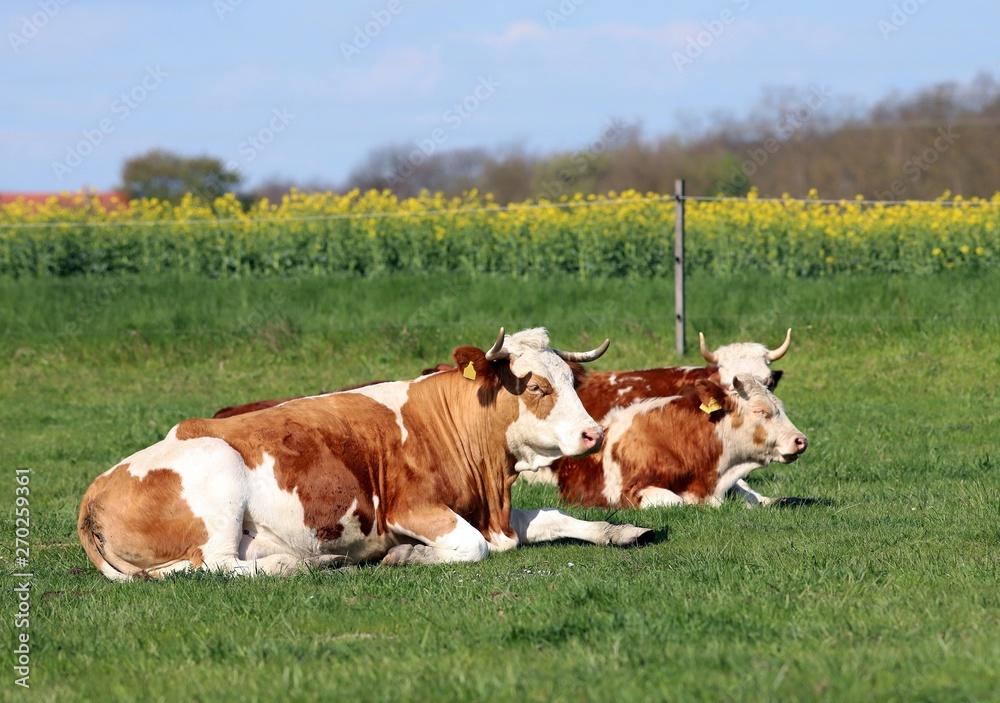 Brown and white colored cows enjoying summer sun and laying on g