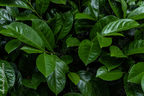 green leaves background © Spyrydon