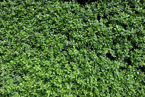 Wallpaper Mural Hedge III Torontodigital.ca