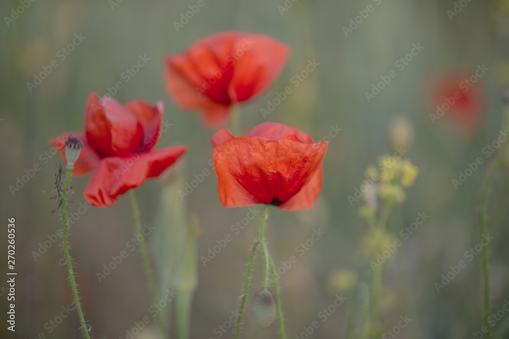 Flowers Red poppies bloom in the wild field. Beautiful field red poppies with selective focus, soft light. Natural Drugs - Opium Poppy. Glade of red wildflowers