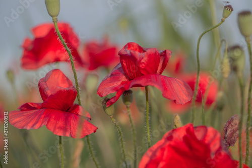 Flowers Red poppies bloom in the wild field. Beautiful field red poppies with selective focus, soft light. Natural Drugs - Opium Poppy. Glade of red wildflowers