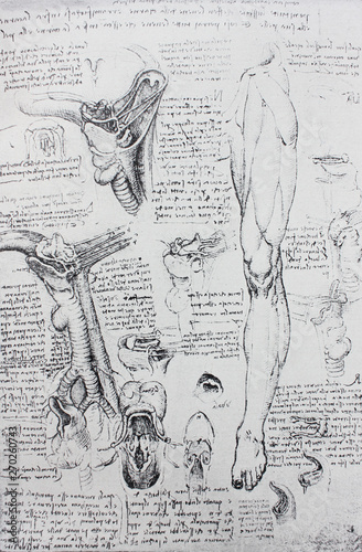 Anatomical notes Fototapete