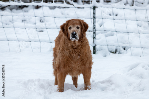 Blind Golden Retriever in the Snow