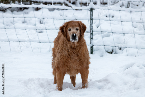 Blind Dog in the Snow