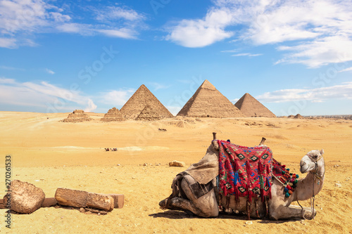A camel in front of the Egyptian Pyramids, Giza, Egypt