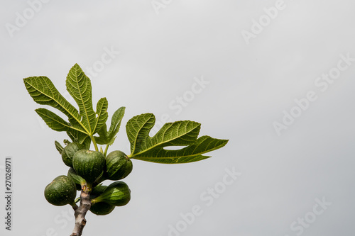 Wild Greek Fig photo