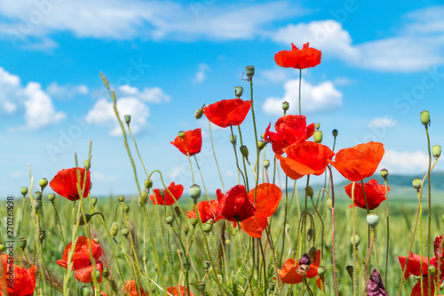 Red poppies and other flowers with a green grass on a meadow. Summer wild meadow flowers against the background of the blue sky with clouds © Alexey Tyurin
