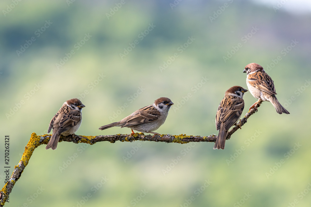 Fototapeta premium Eurasian tree sparrow (Passer Montanus) sitting sideways on a branch.